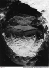 Historisches Foto von Decapoda indet. (NHMW-AFW-GEO-BACHMAYER-FOTO-1990-0041-3400)